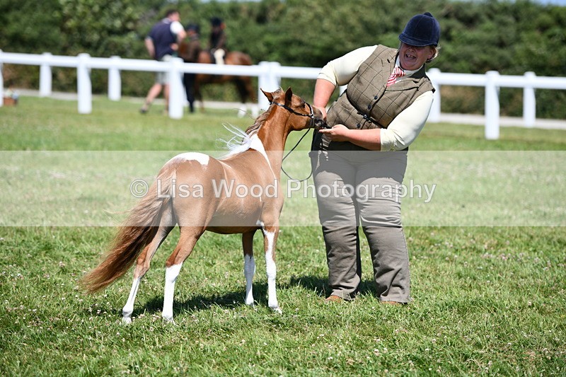 DSC_7008 - Class 59: Miniature Horse Yearling