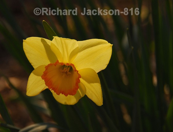 Sun Filled Daffodil - Flowers