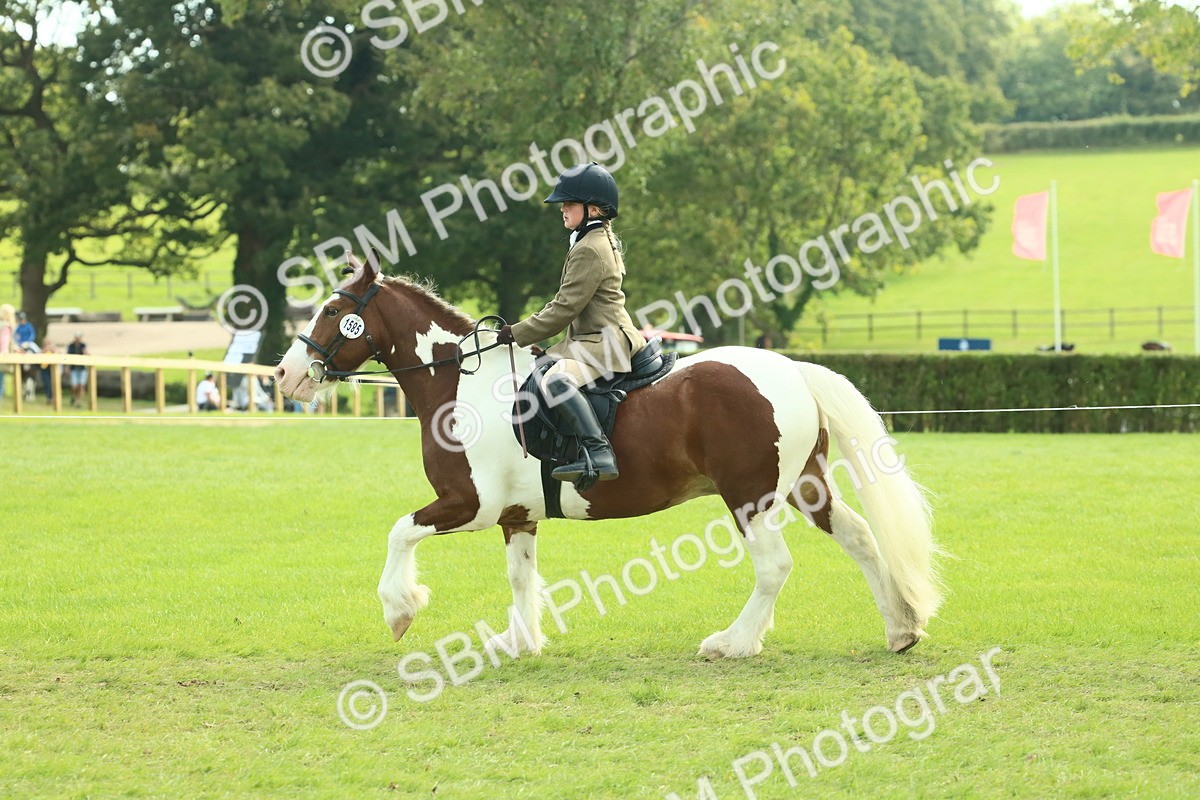 SBM_68838 - S58 - Mini Show Cob Ridden