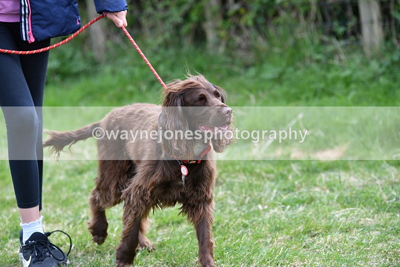WJ5_9480 - Class 3 Most Handsome Dog