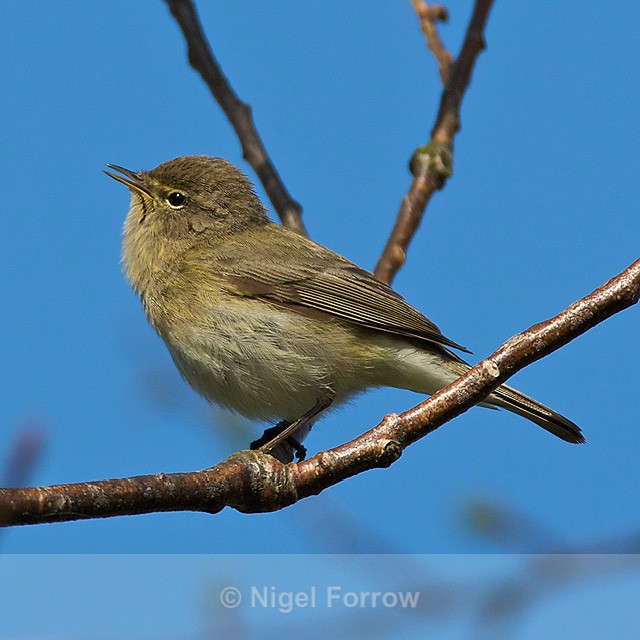 Chiffchaff perched on a branch on the Oddington track, Otmoor - Chiffchaff