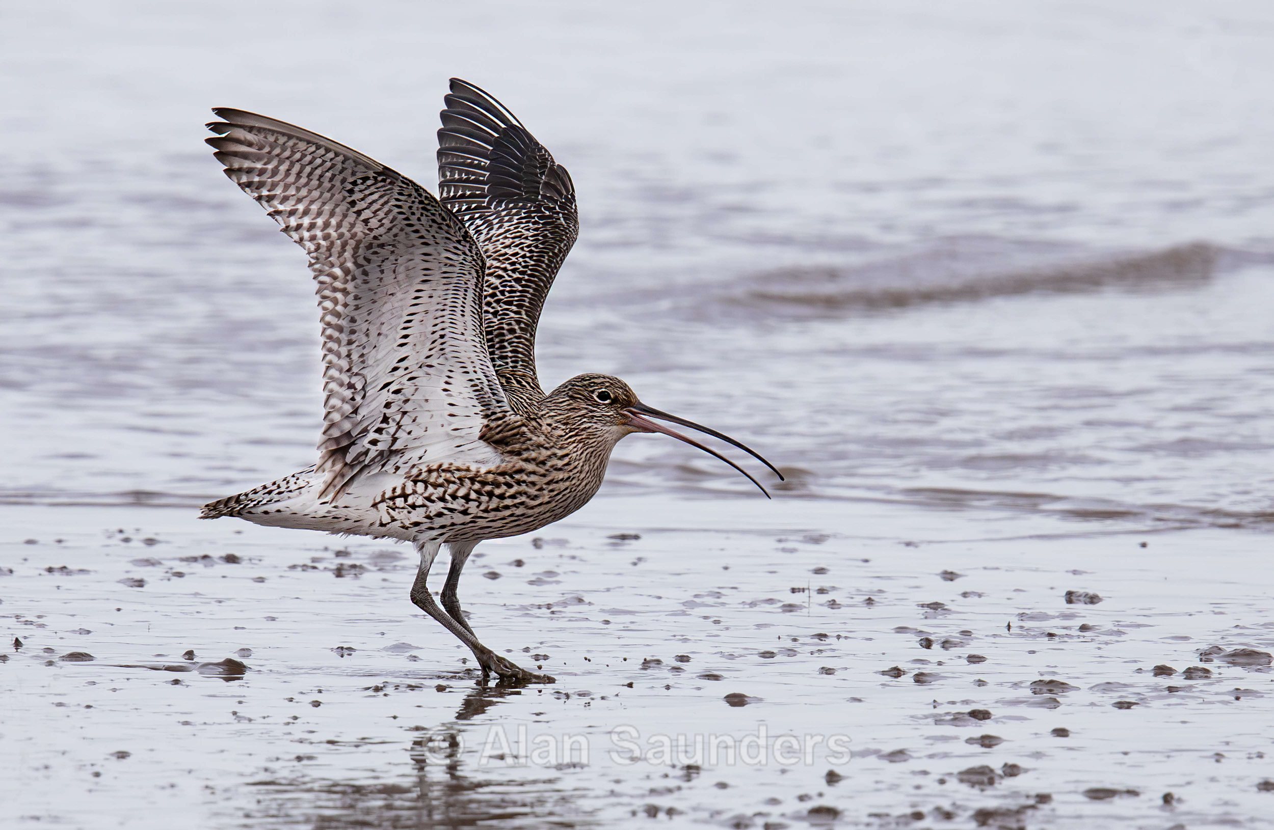 Eurasian Curlew 38