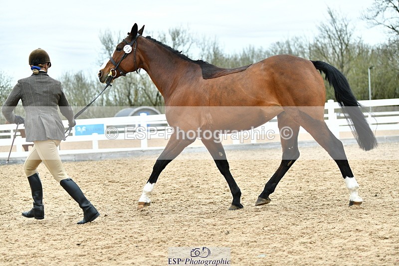 230416A-135459-04969 - Cls 60 Ridden Show Horse