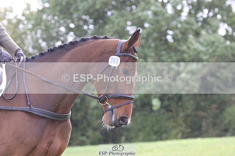 261023A-115855-12571 - D-368-Steffi.Dampney