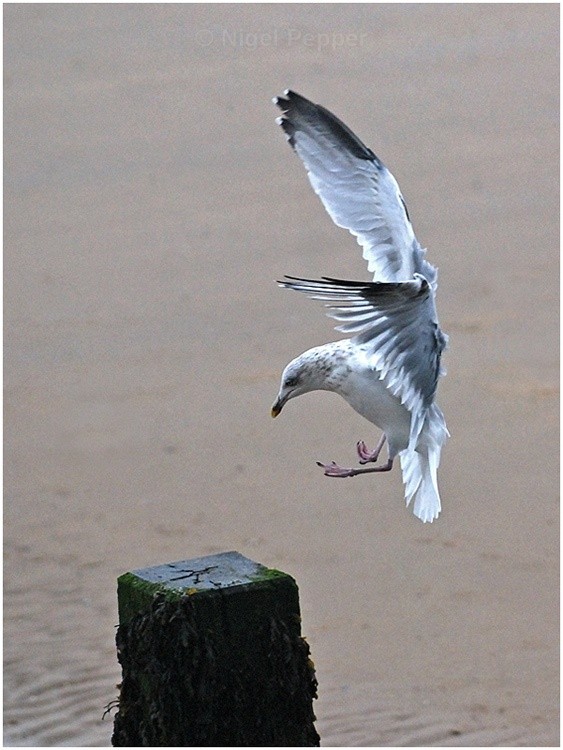 Arrival - Leggy the Herring Gull