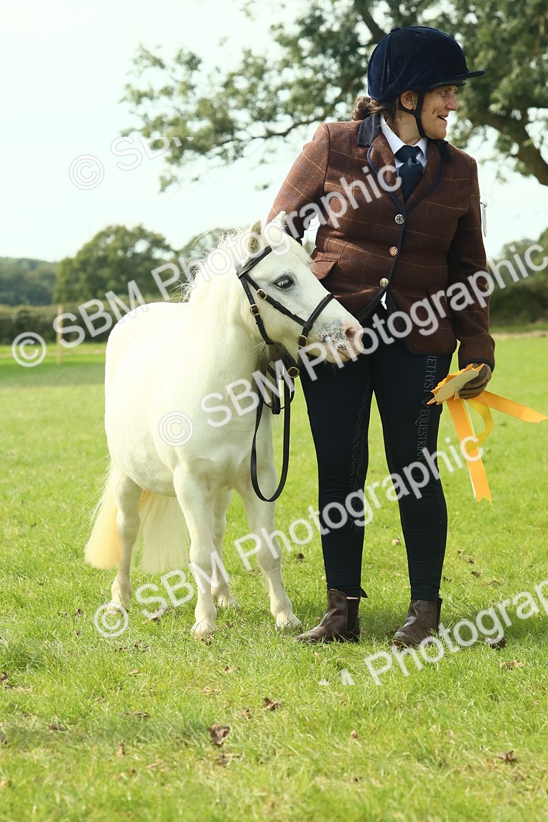 SBM_66757 - S34 - Rehabilitated Rescue Horse & Pony In Hand & Ridden