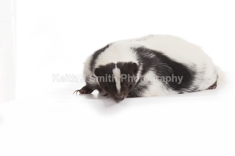 2SKJ8992 - Roaming Reptile Show. II