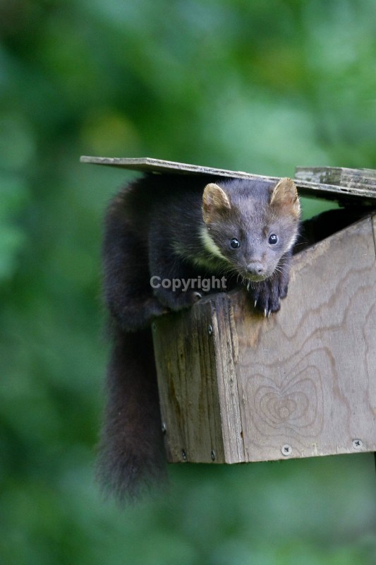 Pine Marten pictures in county louth ireland