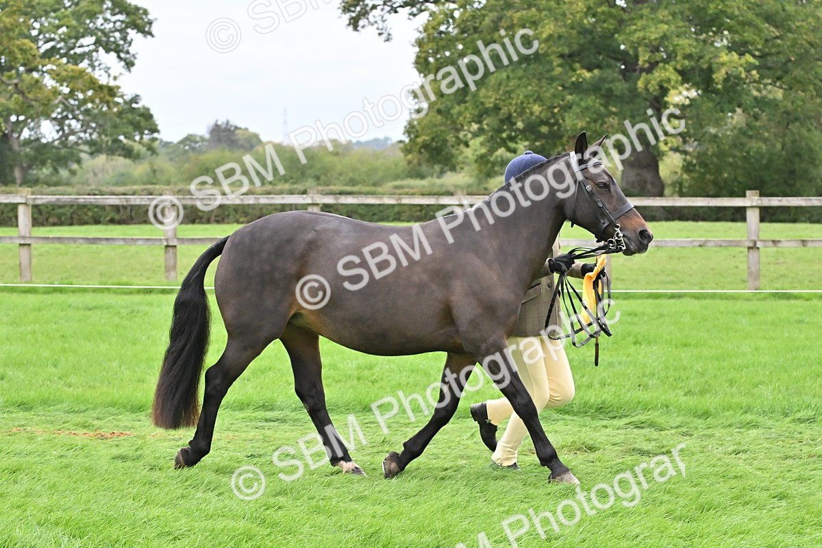 SBM_64969 - S50 - Show Pony & Show Hunter Pony In Hand