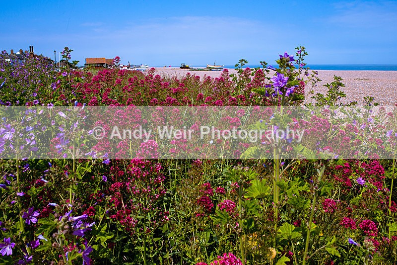 20140613-3K8A2379 - Plants & Flowers