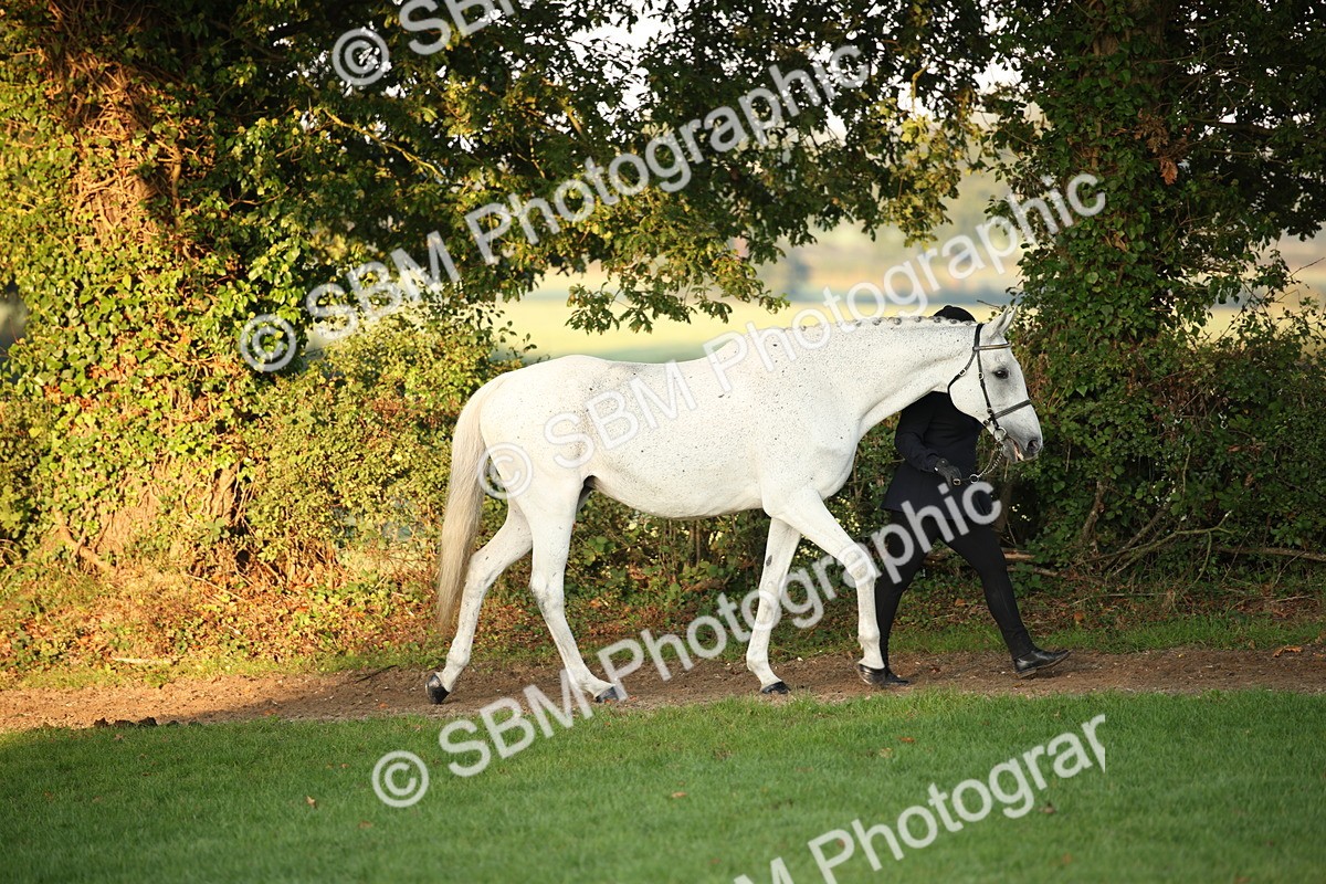SBM_56802 - S49 - Riding Horse & Hack & Thoroughbred In Hand
