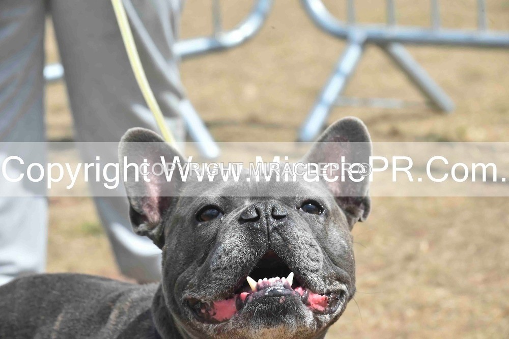 SH4_0072 - Dog show.