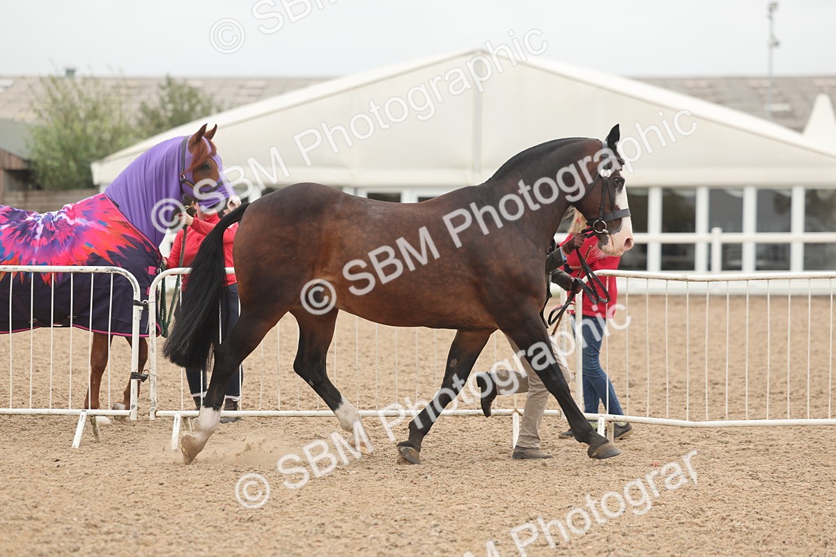 SBM_00524 - Class 13 Young Handler
