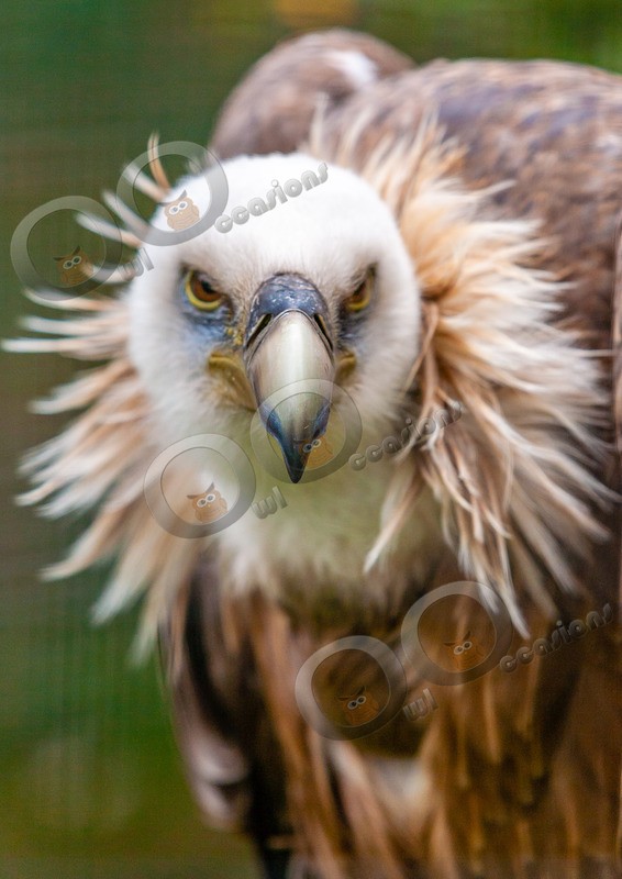griffon vulture Gyps fulvus-7444 - BoP from around the world