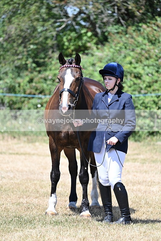 WJ7_2343 - Class 5a Most Handsome Gelding in hand (above 14.2hh)