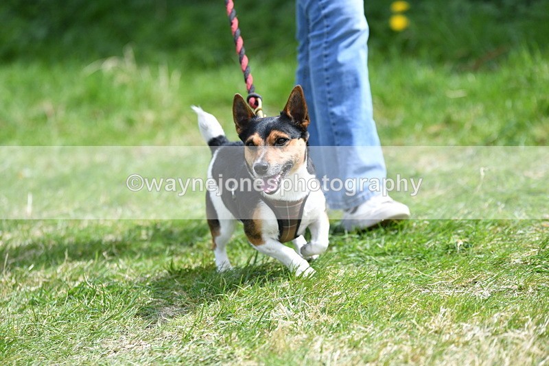 WJ5_0388 - Class 7 Best Terrier