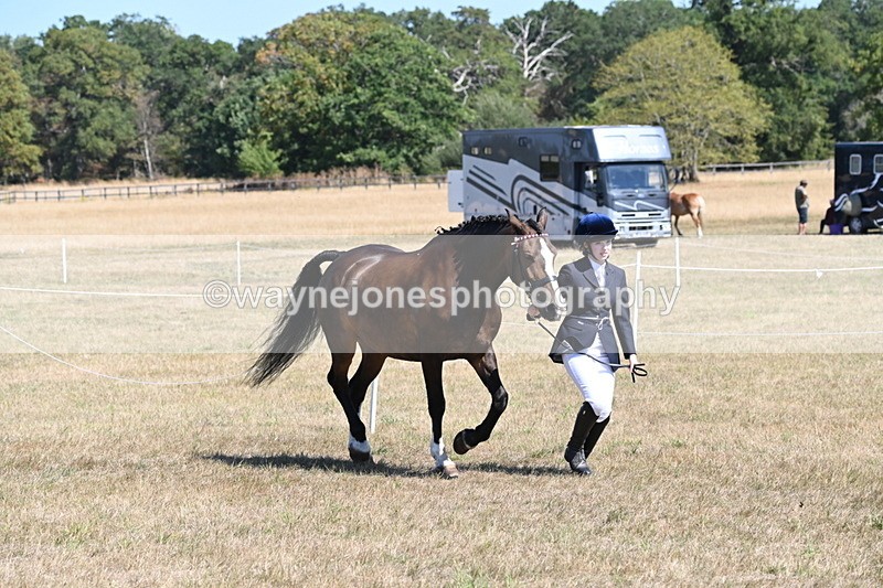 WJ6_8622 - Class 37b Best Loan Pony In-hand