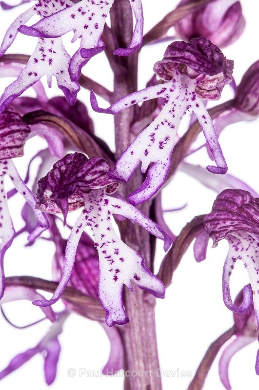  - WB: Orchids - Orchis
