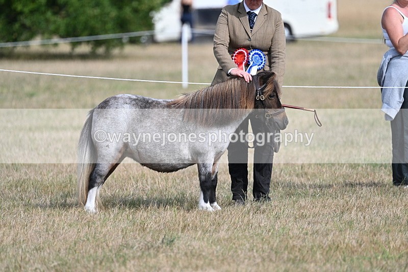 WJ7_8190 - In-hand Championship