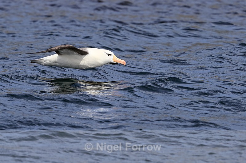 Black-browed Albatross gliding low over sea, West Point Island - Black-browed Albatross
