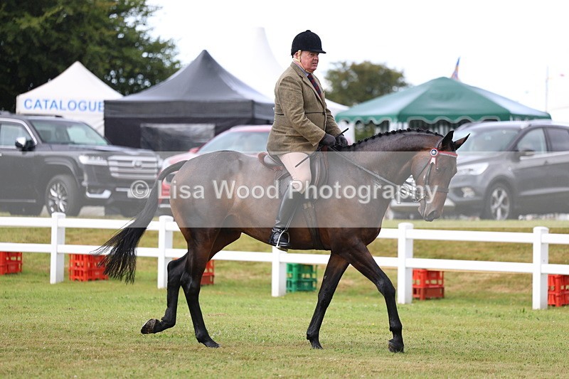 3E7A7965 - Class 2: Rising Star Large Hack/Riding Horse