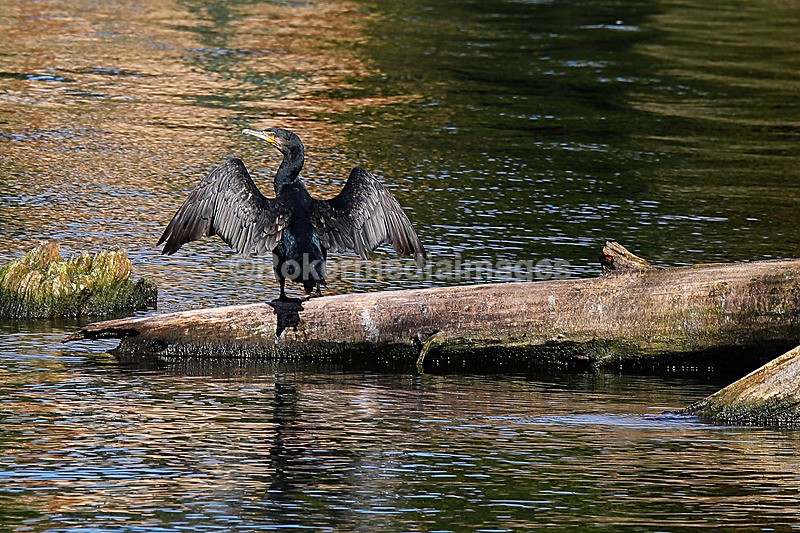  - Out N about in Henley