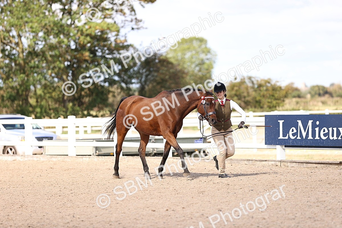 SBM_14368 - Class 412 - Handsomest Gelding (IH or Ridden)Adult