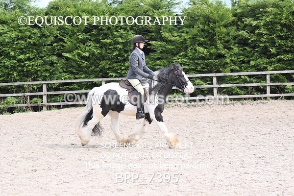 BPP_7395 - RING 1  (RIDDEN HORSES / IN HAND / VETERAN ETC)