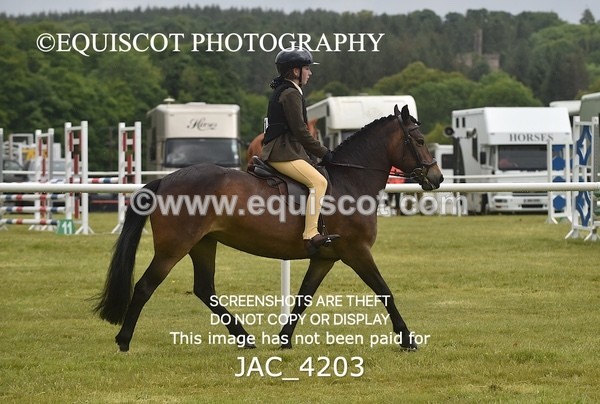 JAC_4203 - WORKING HUNTER CHAMPIONSHIP