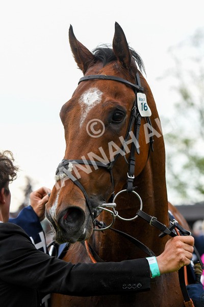 190523-Race 7-Kuwait City-0989 - Race 7 5.15pm Irish Champions Festival Handicap