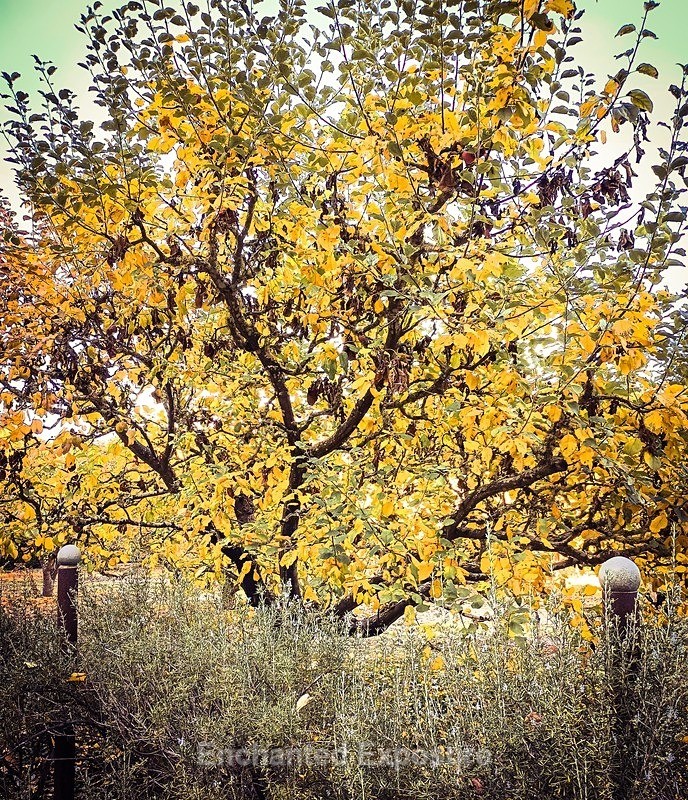 PSX_20231110_151429 - Flowers and Trees
