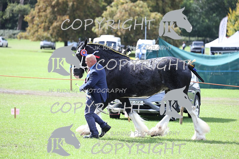 APP_3402 - Class 5 In Hand Championship