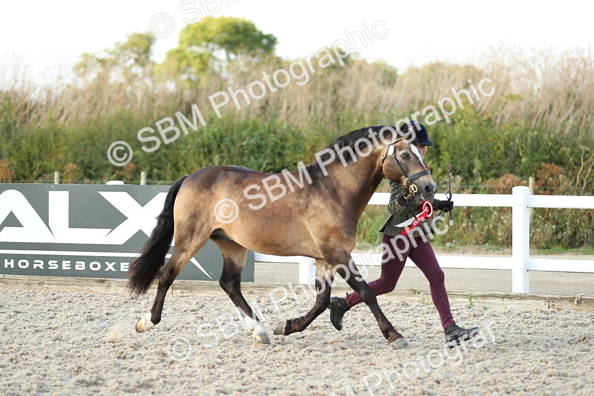 SBM_09118 - Class 29 IH Veteran Pony