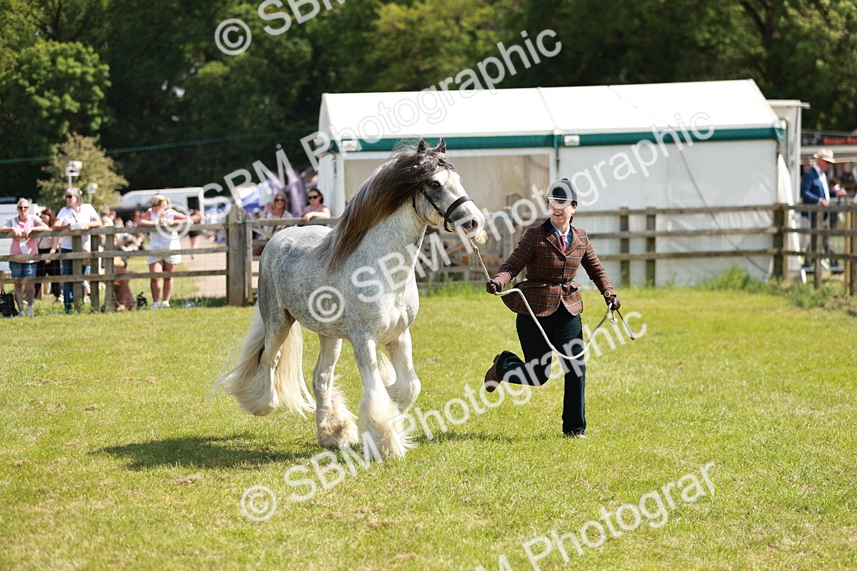 SBM_08534 - Class 63-65 - Traditional Gypsy Cobs In Hand & Ridden