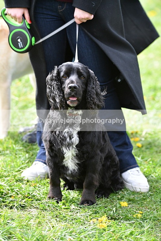 WJ5_9785 - Class 3 Most Handsome Dog
