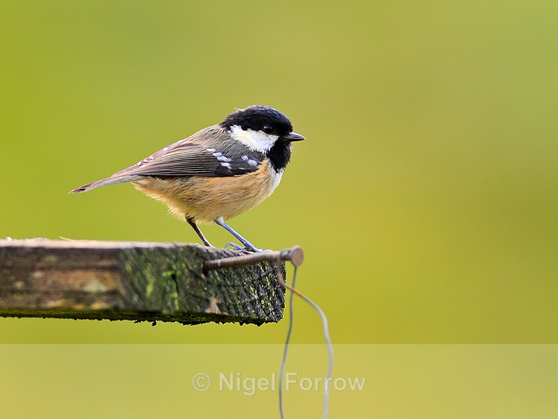 Coal Tit perched near a feeder - Coal Tit