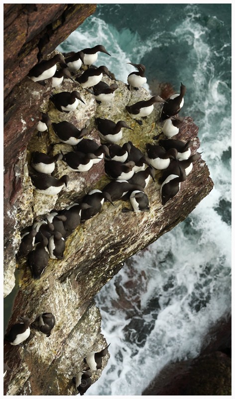 Life on a Ledge - Best of British Wildlife