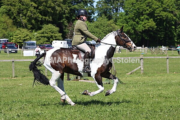IMG_4109 - Working Hunter