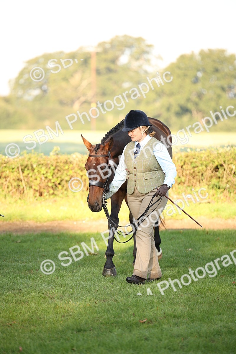 SBM_56920 - S49 - Riding Horse & Hack & Thoroughbred In Hand