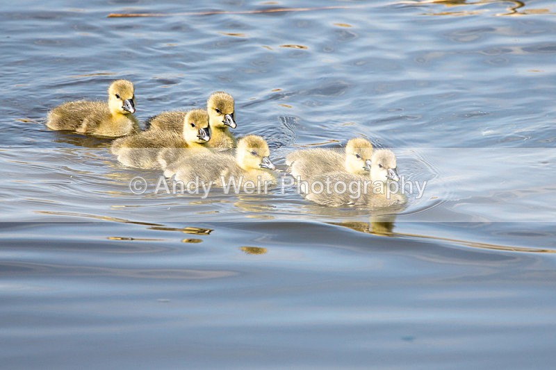 20140503-3K8A0919 - Geese