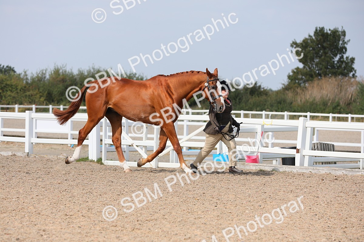SBM_15672 - Class 312 IH Competition Horse/Pony
