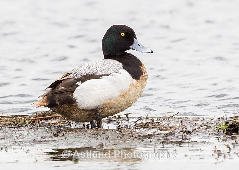 Astland Photography, Bird and Wildlife Images, Susan and Peter Wilson, U.K.