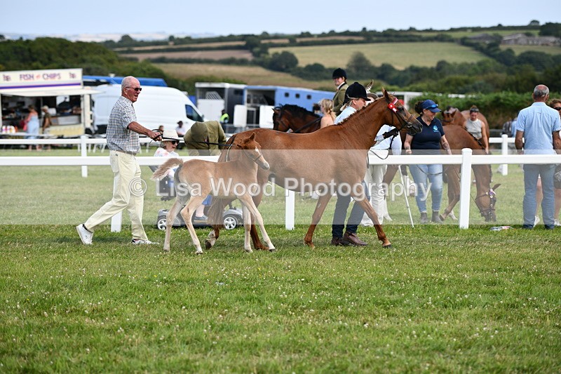 DSC_8425 - Class 69: Pure, Anglo & Part Bred In Hand Arab