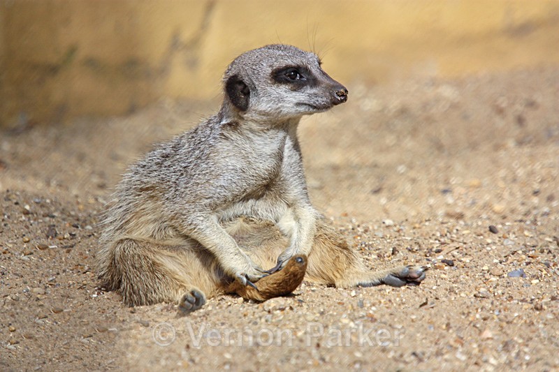 Meerkat - Wildlife