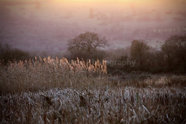 Chew Valley lake reeds _S159 - Somerset landscape Photography