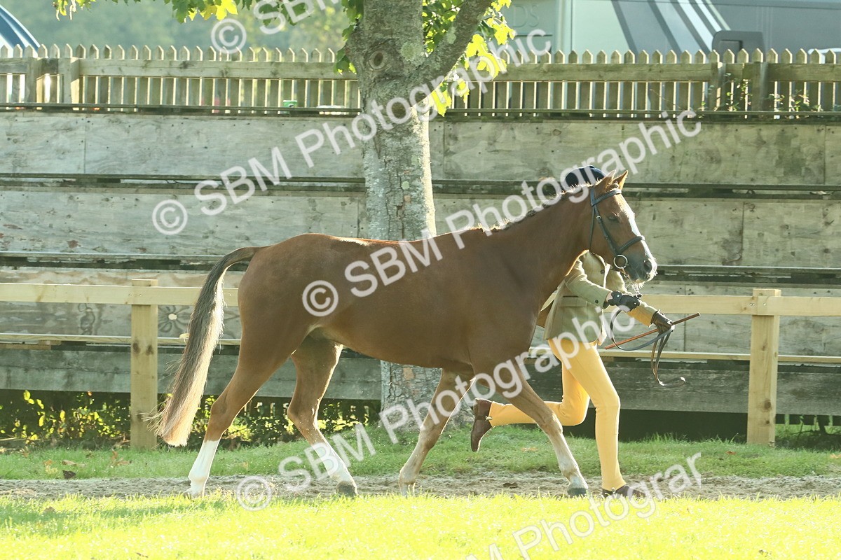 SBM_57406 - S37 - Starters In Hand Showing