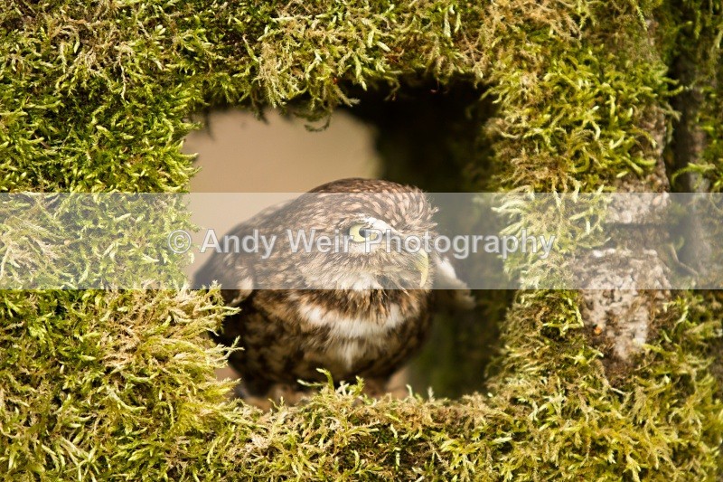 20110312-IMG_2167 - Little Owl