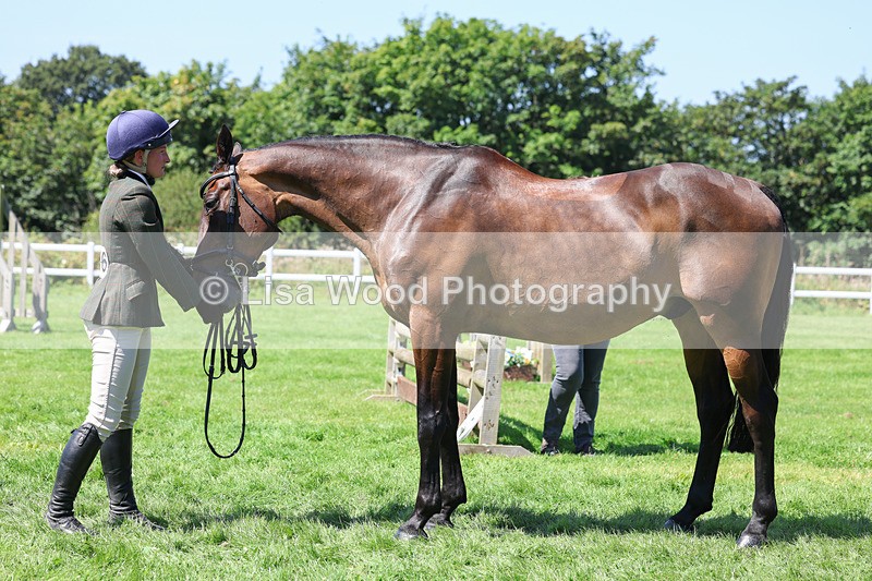 3E7A9089 - Class 6: Open Working Horse