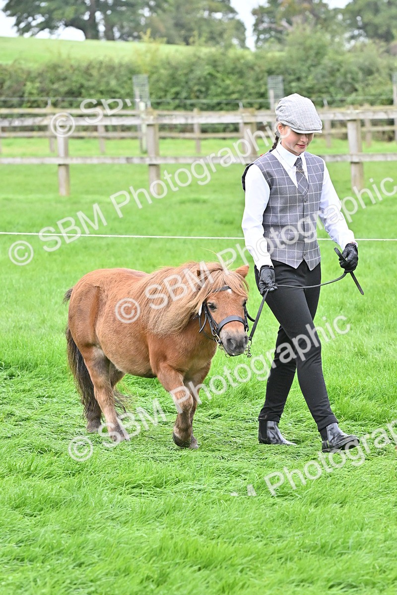 SBM_60926 - S48 - Mountain & Moorland In Hand Small Breeds