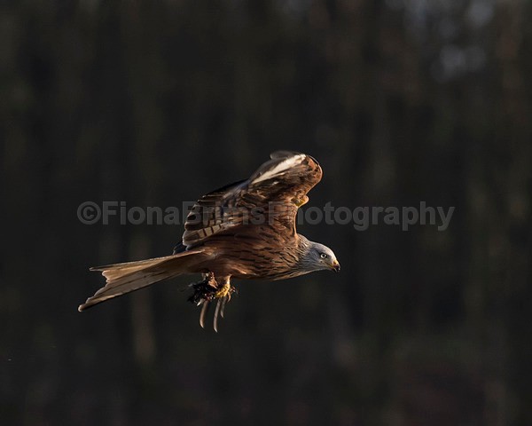 argaty jan -145 - Birds of Prey